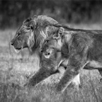 DSC_4867BW_s.jpg