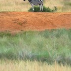 DSC_0501h2_s.jpg
