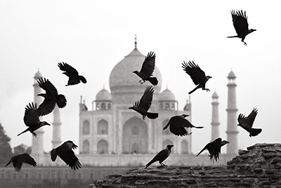Birds At The Taj Mahal