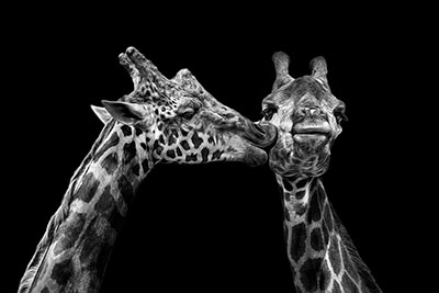 Kissing Giraffe